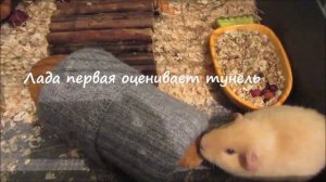 я показываю Как сделать тунель для морских свинок