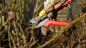 Роза Астрид Графин (Astrid Grafin von Hardenberg) — посадка и уход