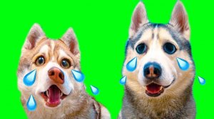 КОГДА ХАСКИ ПЛАЧУТ... (Хаски Бублик) Говорящая собака