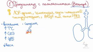 Васкулиты АНЦА: самое важное, симптомы и диагностика