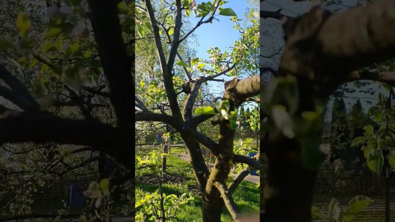 Сухофрукты на ветках яблони. Яблоня в саду. Дачные будни.