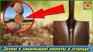 Мало кто знает, зачем на огороде я закапываю монеты в землю Дачные Хитрости для сада и огорода