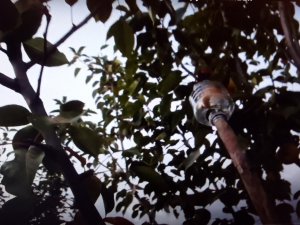 Супер приспособление своими руками для сбора яблок, груш и сливы