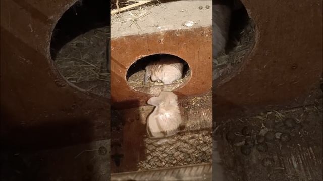 пополнение смотреть онлайн