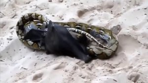 [wildlife] Giant Bat vs. Python Fight to The Death - Most Terrible Battle of Flying Fox