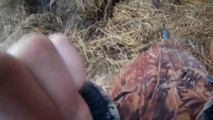 Ловля бобра капканами.