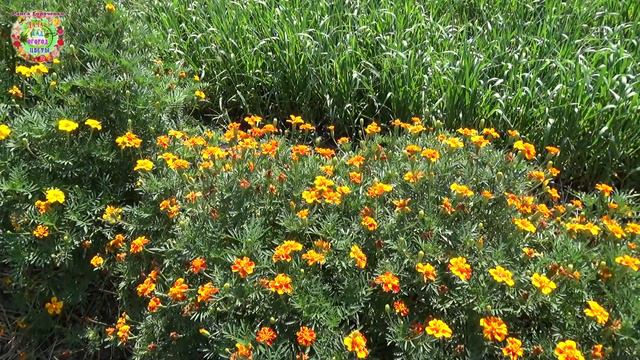 Это сидератное растение - альтернатива навозу для почвыThis green manure plant is an alternative to смотреть онлайн