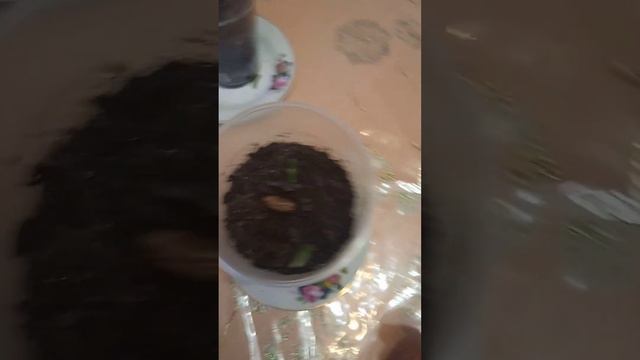 финиковая пальма выращенная из косточек в домашних условиях смотреть онлайн