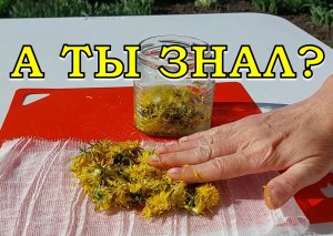 Как сберечь КОЛЕНИ и СУСТАВЫ в дачный сезон? Лучшие НАТУРАЛЬНЫЕ продукты???