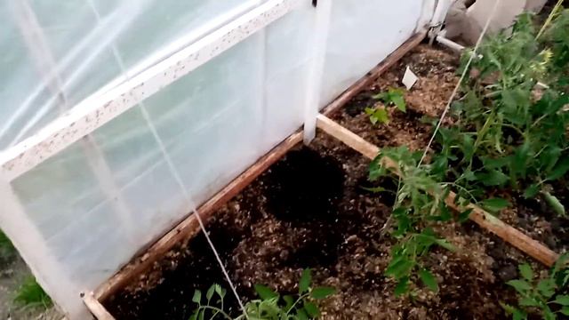 Последняя посадка Китайских Огурчиков сорта "БОЛЕЗНЕУСТОЙЧИВЫЕ" от 10 июня 2022г. смотреть онлайн