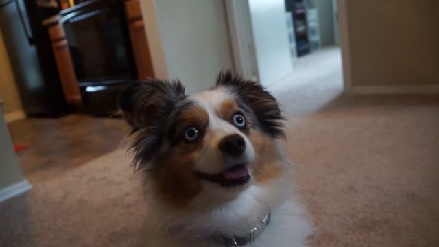 EL PERRO DE JOHN SE VUELVE LOCO EN CHARLSTON - Aventuras Around The Ball смотреть онлайн