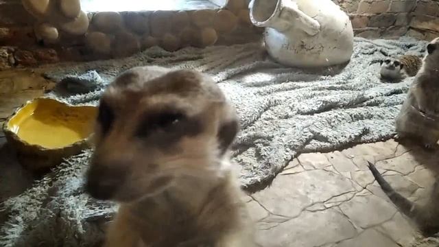 Контактный зоопарк г.Тюмень. смотреть онлайн