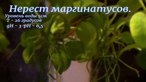 # Aquarium. Нерест нанностомусов  маргтинатусов. Spawning fish.