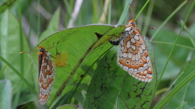 Marsh Fritillary (Euphydras aurinia f. hibernica) ovipositing смотреть онлайн