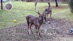 звуки самца лани во время гона