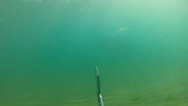 Дельфин под водой смотреть онлайн