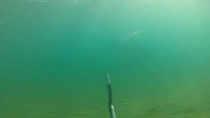 Дельфин под водой