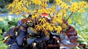 Бузульник зубчатый Миднайт Лэди (midnight lady) ? обзор: как сажать, рассада бузульника Миднайт Лэд