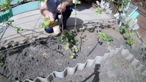 Правильное формирование виноградного куста.Ошибки начинающих.Обломка зелёных побегов винограда