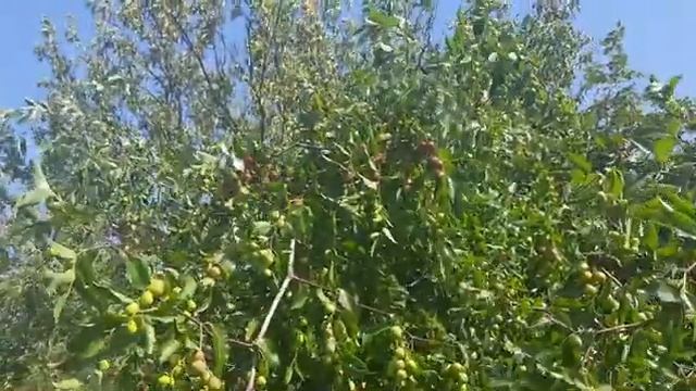 зизифус жожоба китайский финик инжир смотреть онлайн