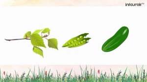 Буква Ё | Дошкольники | Буквы #7 | Инфоурок