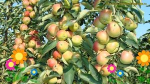 Яблоня колоновидная Памяти Блынского. Краткий обзор, описание malus domestica Pamyati Blynskogo