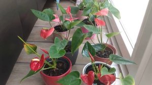 Почему не цветёт Антуриум, что сделать, чтобы зацвёл?