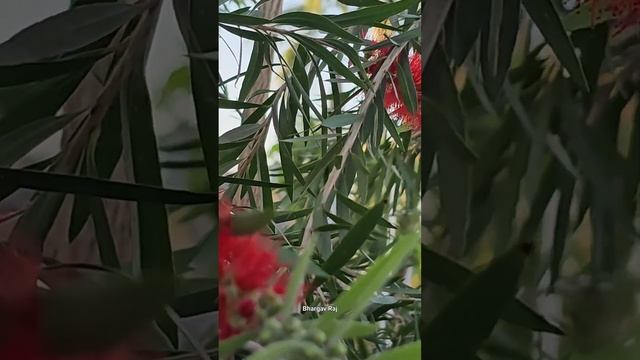 Red Bottlebrush | Melaleuca Citrina | चील Plant Flowers