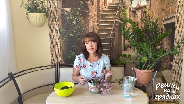 Традесканция Уход Посадка Размножение Неприхотливая красотка!