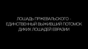 КУЛИКОВО ПОЛЕ. Истории Конного двора. №4