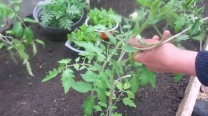 Очень быстрый и простой способ подвязки томатов.