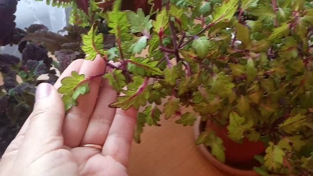 Комнатные цветы в феврале| Отвечаю на вопросы по уходу за колеусом смотреть онлайн