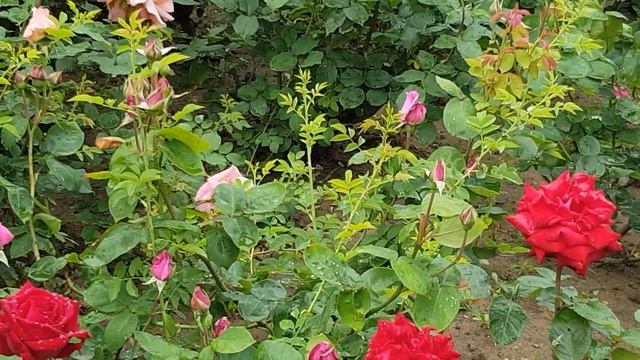 Пышное,? Шикарное Майское? Цветение  ГОРОДСКОЙ РОЗОВОЙ КЛУМБЫ, ? мой город 25.05.23 смотреть онлайн