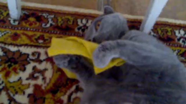 Чистоплотная кошка))) смотреть онлайн