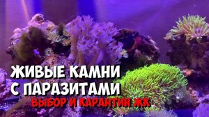 Карантин живых камней с паразитами
