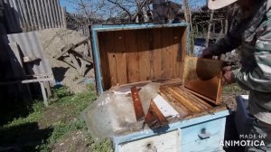 Работа с пчёлами в апреле