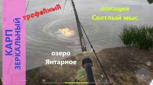 Русская рыбалка 4 - озеро Янтарное - Карп зеркальный трофейный - случайный