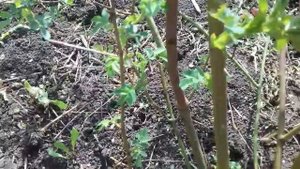 Роза. Распознаем побег шиповника у роз.