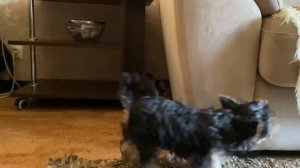 Как подружить кота и собаку? Смешные животные. Йорк и британец