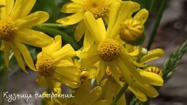 23 мая Симонов День. Что нельзя делать 23 мая. Народные традиции и приметы и суеверия.