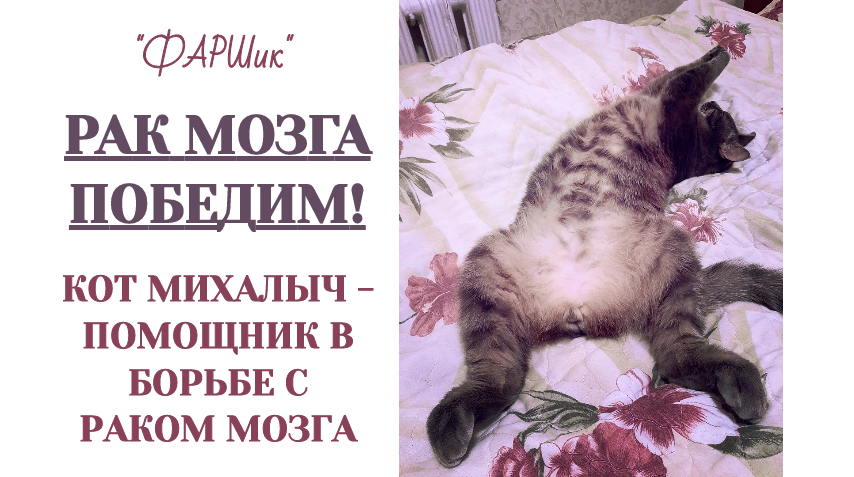 КОТ МИХАЛЫЧ - ПОМОЩНИК В БОРЬБЕ С РАКОМ МОЗГА