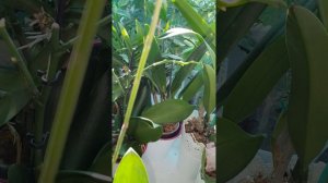 Phalaenopsis Purple Gem "Miki Leopard " первое цветение после покупки 🥰🥰🥰