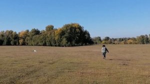 Забег малой английской борзой, уиппетов. Как работет малая английская борзая. Русские борзые смотря