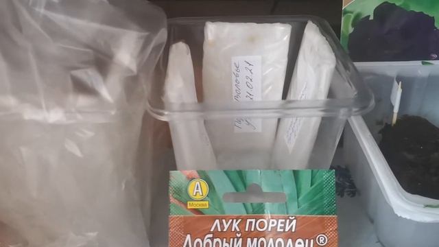 Начало посевного сезона 2021: сею лобелию, петунию, лук-порей, баклажаны, перцы?? смотреть онлайн