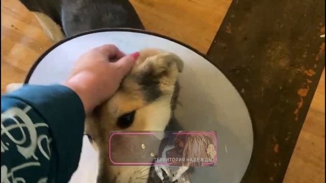 Общение с хвостиками, с привезённой алабайкой Гердой и разгрузка шифера. смотреть онлайн