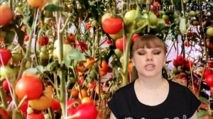 А ТЫ ЗНАЛ? Идеальное соседство для ПОМИДОР /томатов/!!!