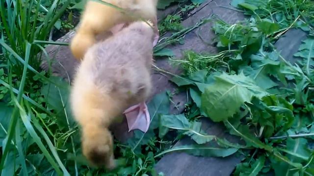 Гусята [любительское видео]. смотреть онлайн