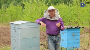 Линии Карники: Варроатолеранц, Тройзек, Пешец