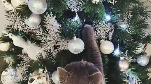 Фото милых животных?