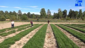 Лесопитомник